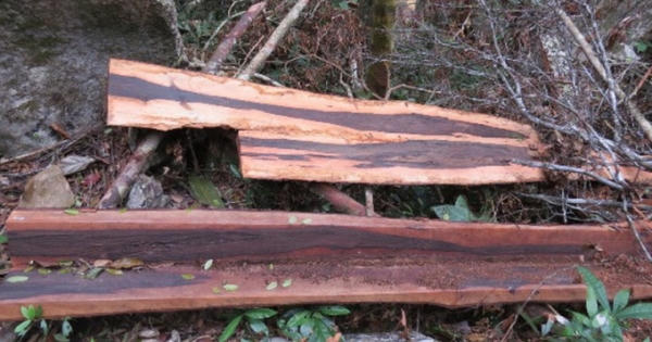 Vụ phá rừng gỗ mun rừng Di sản Phong Nha: Kỷ luật Đồn trưởng và 6 sĩ quan Biên phòng Vụ phá rừng gỗ mun rừng Di sản Phong Nha: Kỷ luật Đồn trưởng và 6 sĩ quan Biên phòng