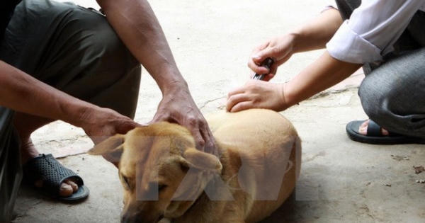 Tiến tới loại trừ bệnh dại