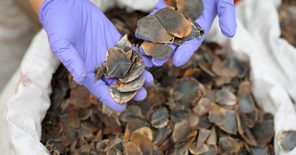 Mua bán vảy tê tê trị giá hơn 1,3 tỷ đồng