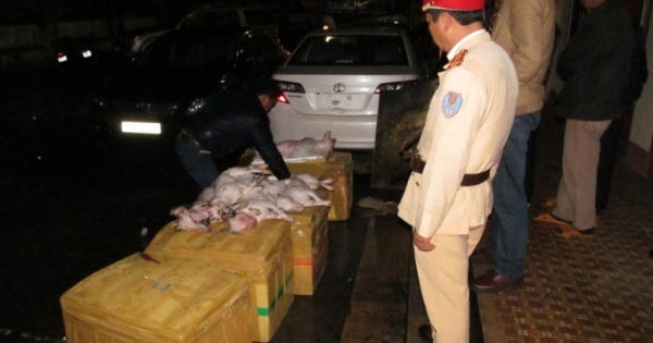 Quảng Bình: Bắt giữ gần 4 tạ thịt chó đông lạnh không rõ nguồn gốc