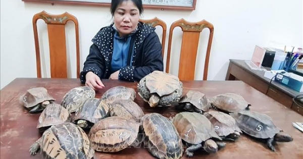 Hà Tĩnh: Đang xuôi quốc lộ cùng 15 cá thể rùa về thành phố thì bị bắt