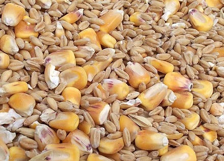 Đề xuất 19 sản phẩm thức ăn chăn nuôi theo tập quán Đề xuất 19 sản phẩm thức ăn chăn nuôi theo tập quán