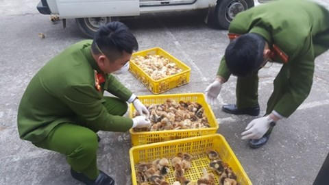 Lạng Sơn: Tiêu hủy gần 7.000 con gia cầm nhập lậu