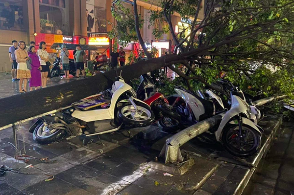 Hà Nội: Mưa dông khiến nhiều cây lớn đổ gãy đè bẹp "xế hộp", xe máy