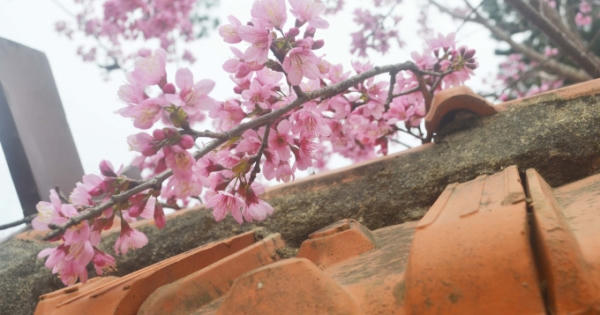 Hoa anh đào đua nhau khoe sắc trên phố núi Đà Lạt