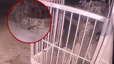 Bé gái 5 tuổi bị chó cắn tử vong: Khởi tố, bắt tạm giam chủ chó