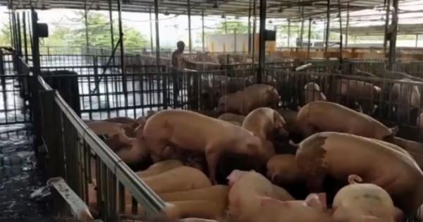 Thời sự 9h ngày 5/4/2018: 17 mẫu thịt lợn nhiễm thuốc an thần