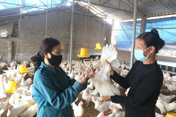 Thủ tướng Chính phủ ban hành Công điện chỉ đạo tập trung phòng, chống dịch bệnh gia súc, gia cầm Thủ tướng Chính phủ ban hành Công điện chỉ đạo tập trung phòng, chống dịch bệnh gia súc, gia cầm