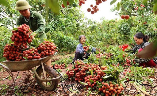 Tỉnh Bắc Giang xây dựng kế hoạch sản xuất, tiêu thụ vải thiều năm 2021