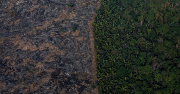 Ám ảnh “nghĩa địa" chết chóc do thảm họa cháy rừng Amazon gây ra