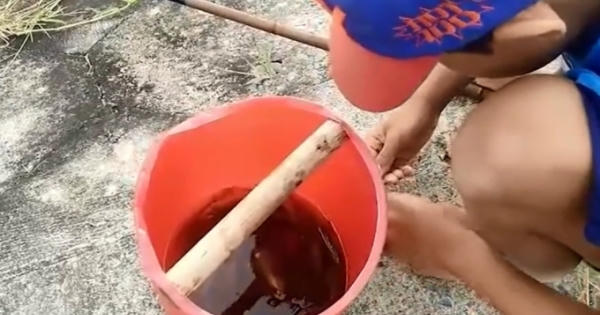 Bé 10 tuổi câu cá bống kiếm 100.000 đồng một ngày