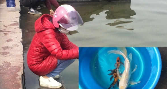 Độc đáo với cá chép vẩy rồng tiễn ông Táo chầu trời Độc đáo với cá chép vẩy rồng tiễn ông Táo chầu trời