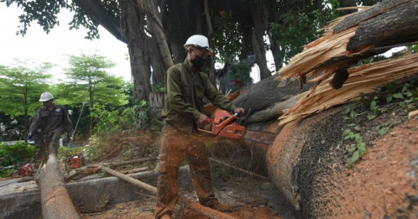 Cây Đa cổ thụ trăm tuổi bất ngờ gãy nhánh gây ùn tắc giao thông đã được xử lý