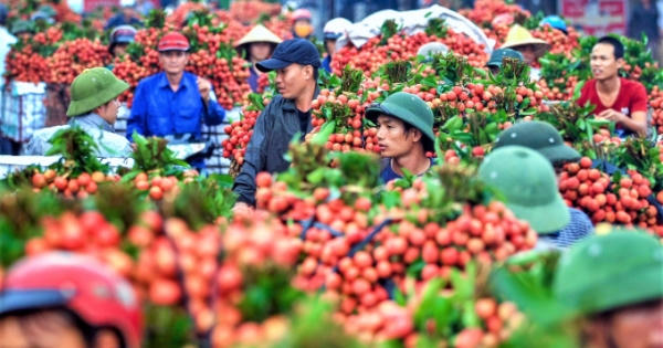 Sau vụ vải thiều thành công, Bắc Giang phấn đấu năm 2021 cán mốc 160.000 tấn