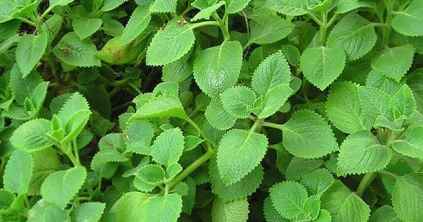 10 lợi ích sức khỏe của húng chanh