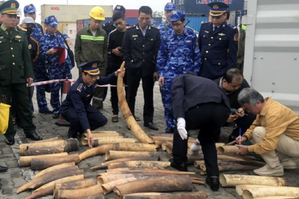 Hải Phòng: Hàng trăm kg ngà voi được "ngụy trang" tinh vi bị lực lượng chức năng thu giữ