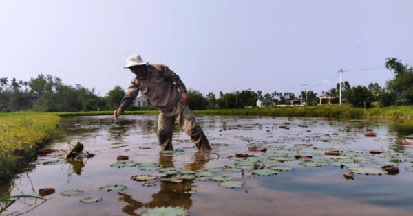 Sớm tạo lập và phát triển thương hiệu 'Sen Huế'