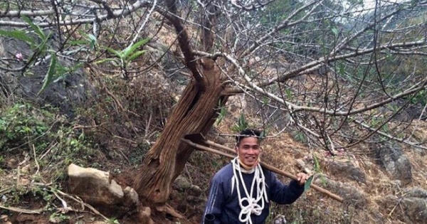 Cây đào rừng Sơn La gây sốt toàn dân chơi mấy ngày qua