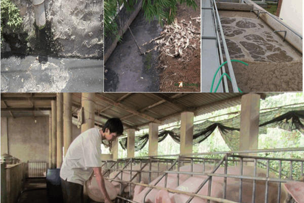 Phạt đến 20 triệu đồng nếu vi phạm quy định về xử lý chất thải chăn nuôi