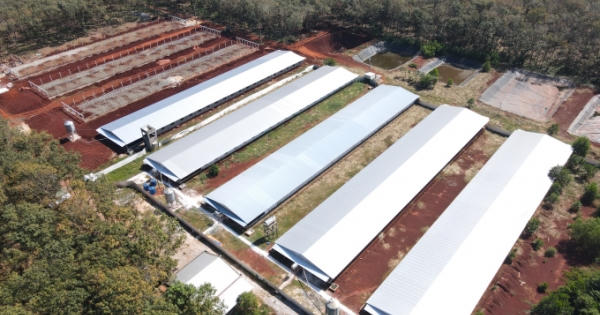 Trại chăn nuôi heo thịt HTX Phương Thảo xả thải ra môi trường?