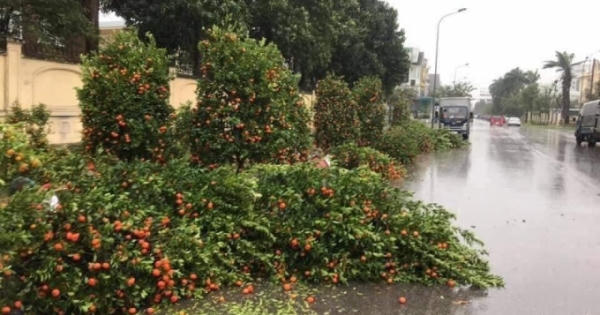 Đào, quất ngã gục sau mưa lớn, người bán "nát lòng" lo mất Tết