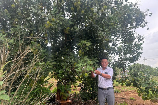 Chia sẻ của Phó chủ tịch phường Bảo Vinh trước khi phường được sáp nhập