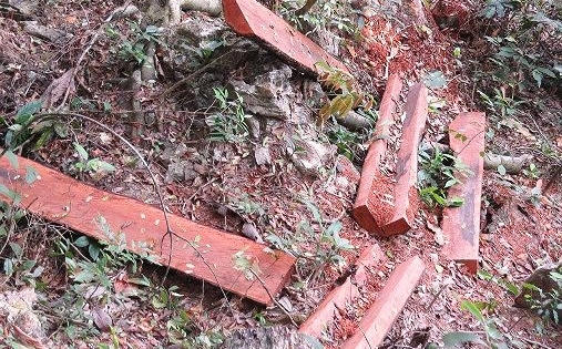 Vườn quốc gia Phong Nha – Kẻ Bàng đang bị 'lâm tặc' tàn phá