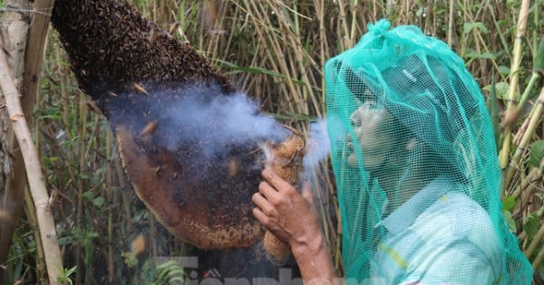 Theo chân thợ gác kèo ong ở 'vùng đất cuối trời’