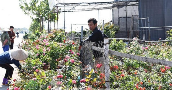 Ðào, quất, hoa tươi giảm giá