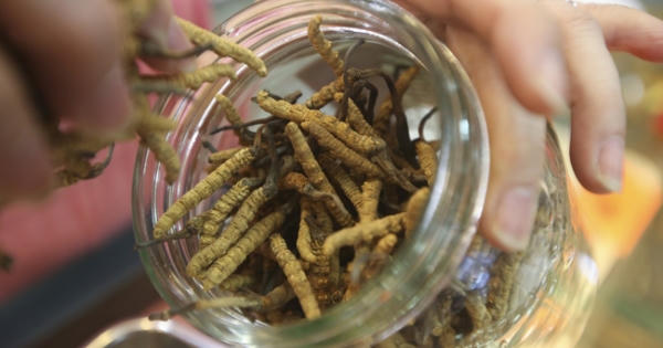 Trung Quốc ngăn chặn tình trạng đông trùng hạ thảo biến thành 'tiền' hối lộ