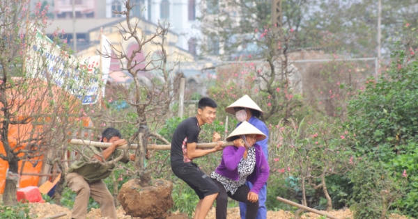 Sau tết, người trồng đào Nhật Tân hối hả vào vụ mới