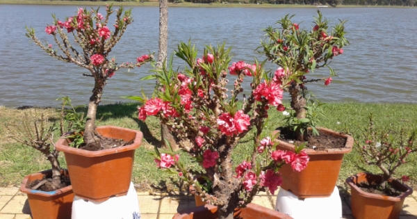 Nhiều “đặc sản” Tết được bày bán ở hồ Xuân Hương Đà Lạt