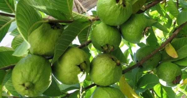Nơi ổi không bao giờ rớt giá