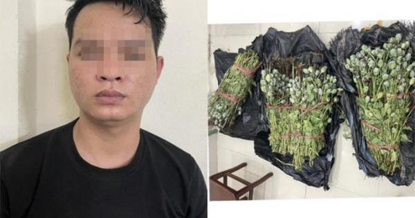 Hà Nội: Bắt nam thanh niên ôm hơn 30kg cây thuốc phiện đi bán