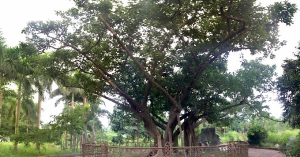 Về nơi gìn giữ cây đa bác Hồ