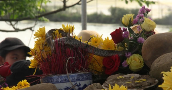 “Rắn thần” ở Quảng Bình bị bắt giờ ra sao?