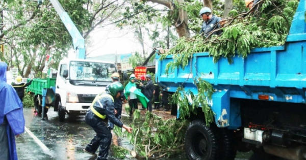 Nhiều bất cập trong quản lý cây xanh tại TP HCM Nhiều bất cập trong quản lý cây xanh tại TP HCM