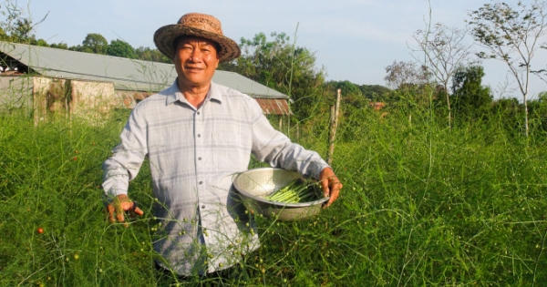 Chủ tịch Hội Nông dân xã có tiền tỷ nhờ trồng rau hoàng đế, nuôi con đặc sản