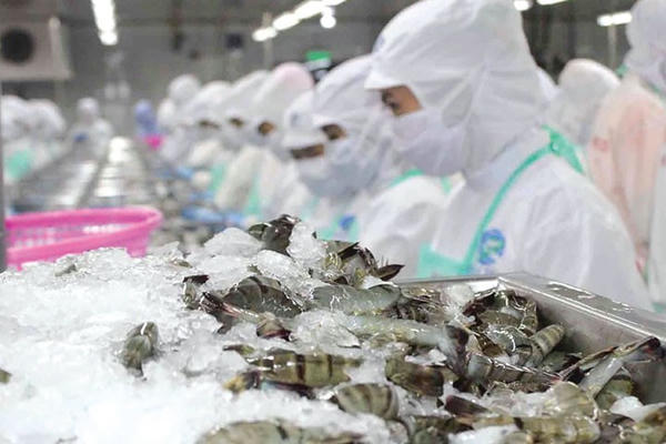Xuất khẩu tôm Việt Nam đi EU đạt hơn 107 triệu USD, đánh dấu một khởi đầu tích cực cho năm 2025