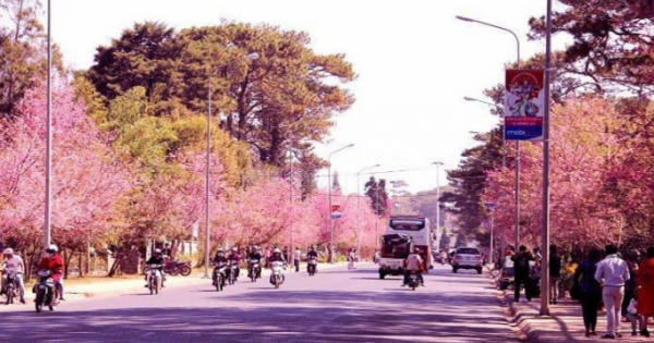 Bản tin Audio Pháp luật Plus ngày 7/2: Hủy Ngày hội hoa anh đào Đà Lạt