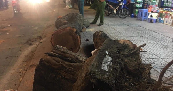 TPHCM:  Cây cổ thụ bật gốc, 2 bà cháu may mắn thoát chết