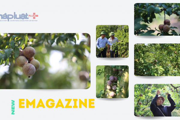 Bất ngờ loại quả giàu chất dinh dưỡng đã giúp người dân Tây Bắc mua nhà, tậu xe hơi