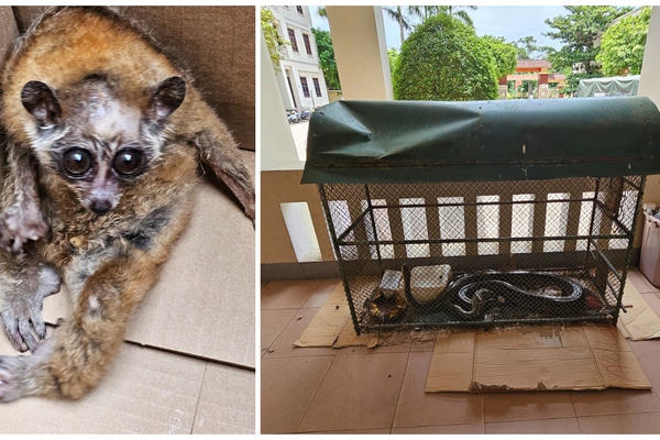 Nghệ An: Bắt giữ đối tượng mua bán động vật quý hiếm