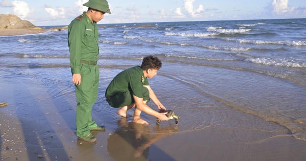 Bà Rịa - Vũng Tàu: Thả đồi mồi quý hiếm về lại môi trường biển