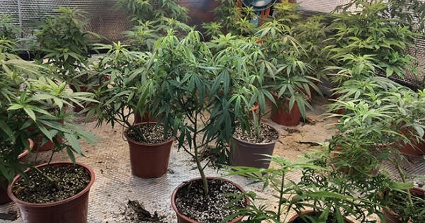 Một đối tượng tự trồng cần sa, sơ chế bán cho "con nghiện"