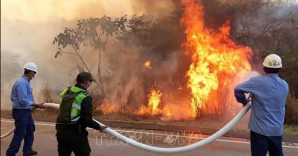 Vấn đề toàn cầu: Gần 2 triệu ha rừng Amazon bị 'thiêu đốt'