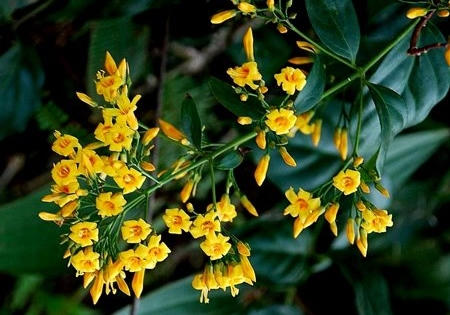 Người phụ nữ hái một nắm lá ngón ăn để tự vẫn sau khi cãi nhau với chồng