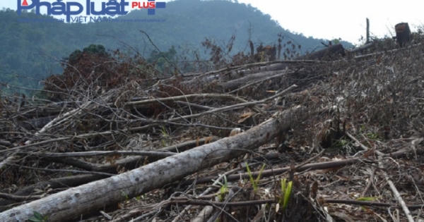 Cận cảnh 40 ha rừng bị triệt phá tại đèo Mũi Trâu Đà Nẵng