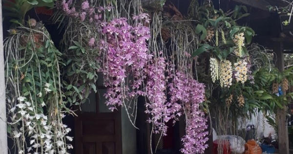 Bộ sưu tập lan rừng quý hiếm của trai 9X tỉnh Đắk Nông