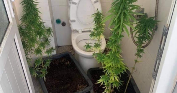 Một người đàn ông ngoại quốc trồng cần sa trên tầng thượng